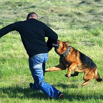Некорректная дрессура собаки может привести к травмам.