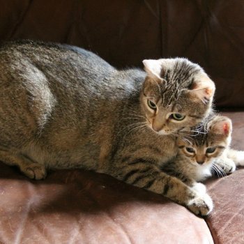 При появлении потомства, кошка может стать достаточно агрессивной, не надо провоцировать животное.