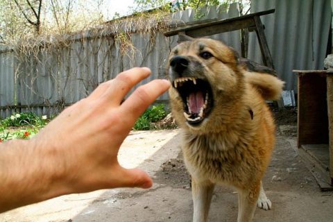 Агрессивная собака
