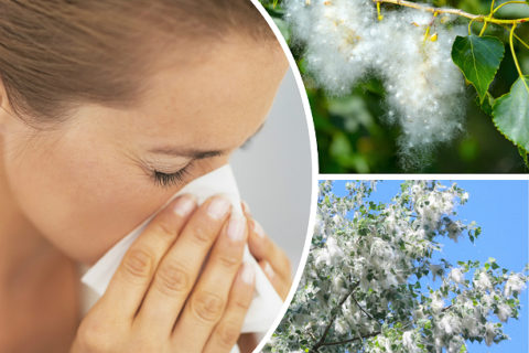 Аллергический бронхит вызывается вдыханием растительных раздражителей.