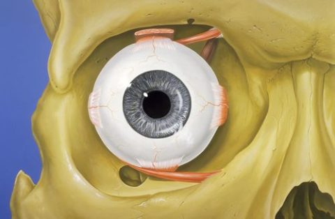 Анатомическая структура глазницы