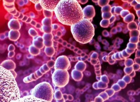 Бактерия-возбудитель гнойного бронхита – стрептококк.