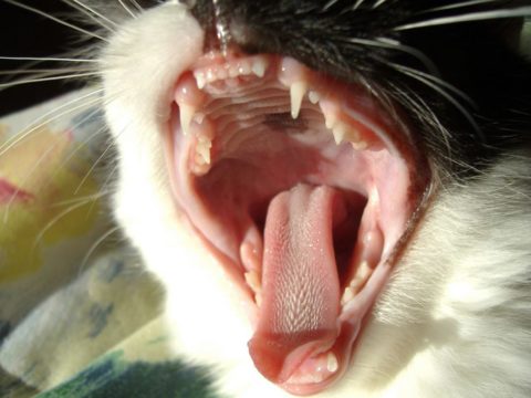 Благодаря наличию острых клыков, кошка во время укуса оставляет колотые раны, которые имеют высокий риск инфицирования