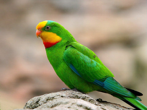 Домашние попугаи могут прожить до 15 лет, при условии, если владелец будет крайне внимательно и заботливо ухаживать за своим пернатым питомцем.