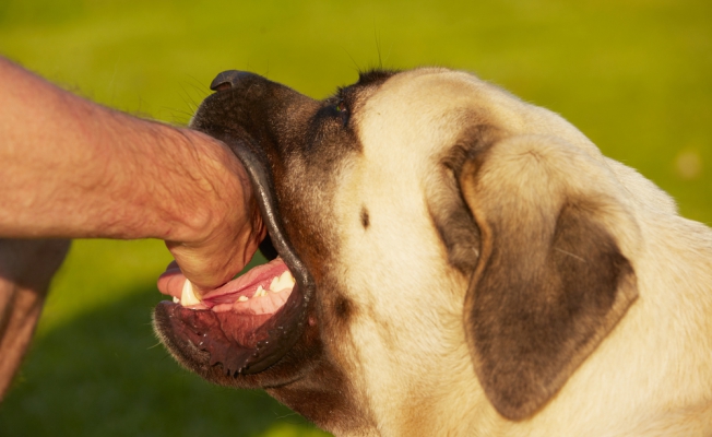 Симптомы бешенства после укуса собаки: стадии развития, последствия и методы профилактики