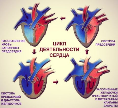 Фазы сердечного цикла