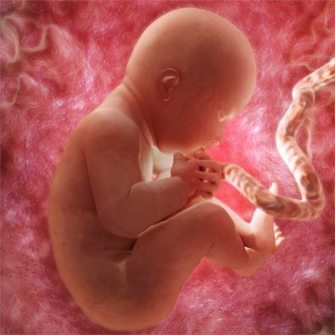 Гамартома может образовываться в эмбриональном периоде.