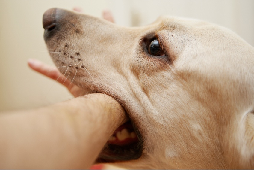 Чем лечить рану от укуса собаки: лекарственные средства и профилактика осложнений
