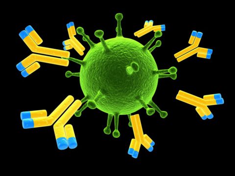 Каждый из антигенов стимулирует выработку специфических антител