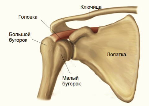 Местоположение большого бугорка плечевой кости
