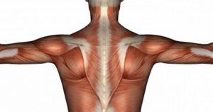 Сплетение плечевого сустава