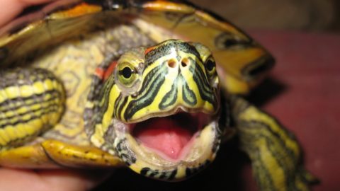 На этом фото хорошо видно отсутствие зубов у красноухой черепахи, но это не делает ее укус менее болезненным.
