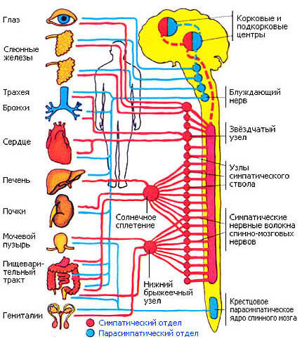 Схема нервной системы