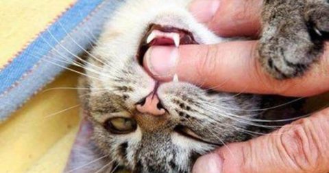 Опасен ли укус домашней кошки.