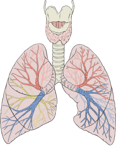 Осложнения охватывают всю дыхательную систему.