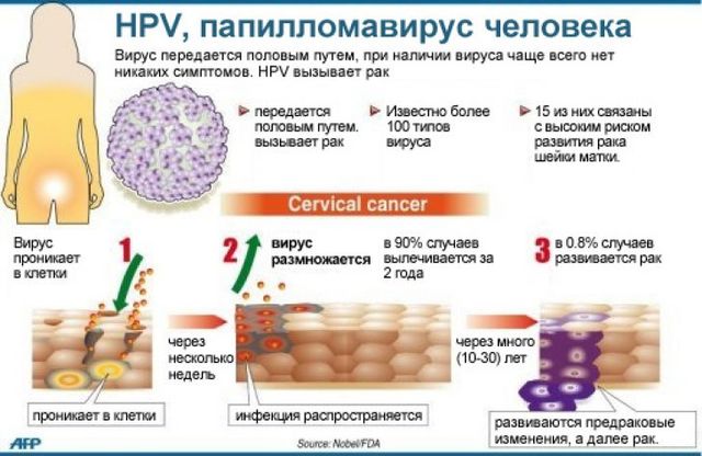 Развитие вируса папилломы человека