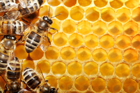 Пчелиный яд – одно из самых эффективных средств для снятия боли и дискомфорта.