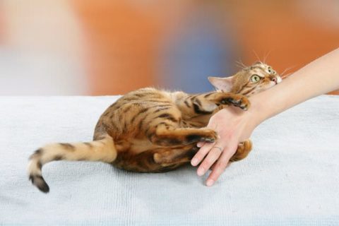 После травмирования кошачьими необходимо знать, как правильно лечить полученные ранки и царапины – это позволит избежать ненужных осложнений