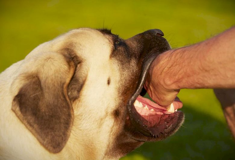 Опухла рука после укуса собаки: причины и методы лечения