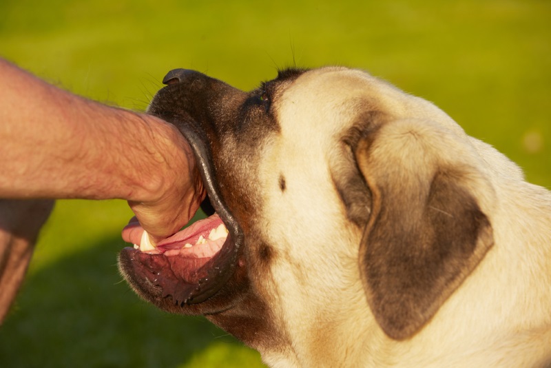 Гнойные раны после укусов собак: причины осложнений, их виды и лечение