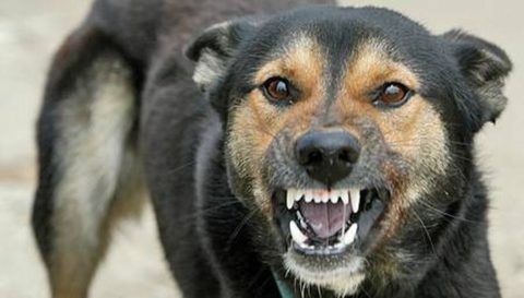 При укусе собаки существует вероятность заражения пострадавшего вирусом бешенства.