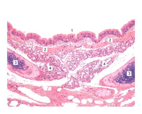 Реснитчатый мерцательный эпителий (1) – фото под микроскопом