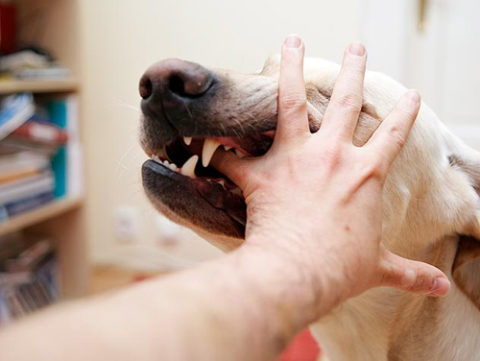 Рука человека в пасти собаки (фото)