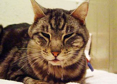 Слюнотечение и пена часто наблюдаются у зараженного кошачьего