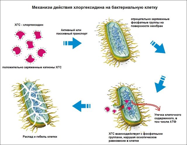 Действие хлоргексидина на бактерии