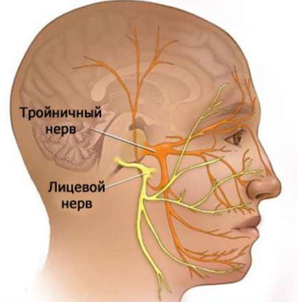 Герпес тройничного нерва анатомия
