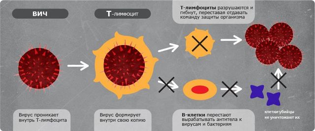 Как ВИЧ поражает клетки организма