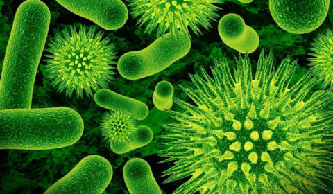 Возбудители многих форм болезни – это вирусы и бактерии.